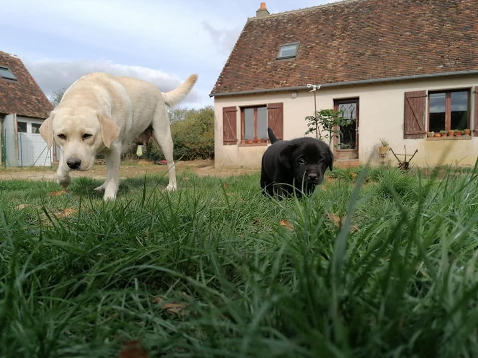 chiot Labrador Retriever De La Mare Au Tilleul