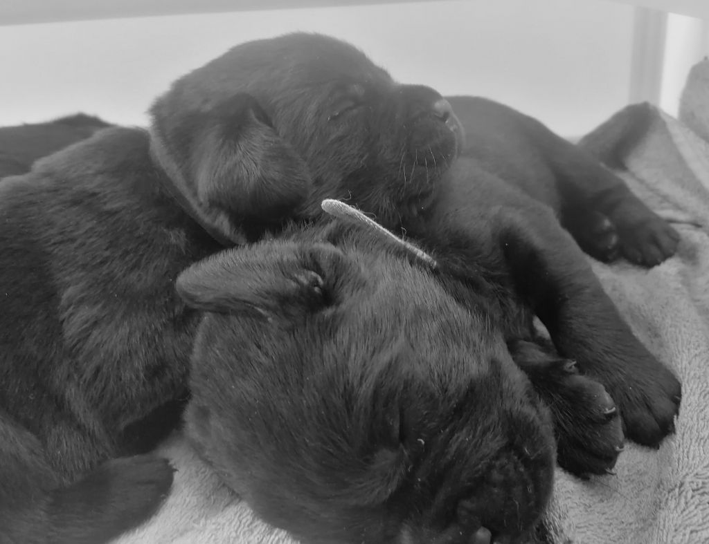 chiot Labrador Retriever De La Mare Au Tilleul