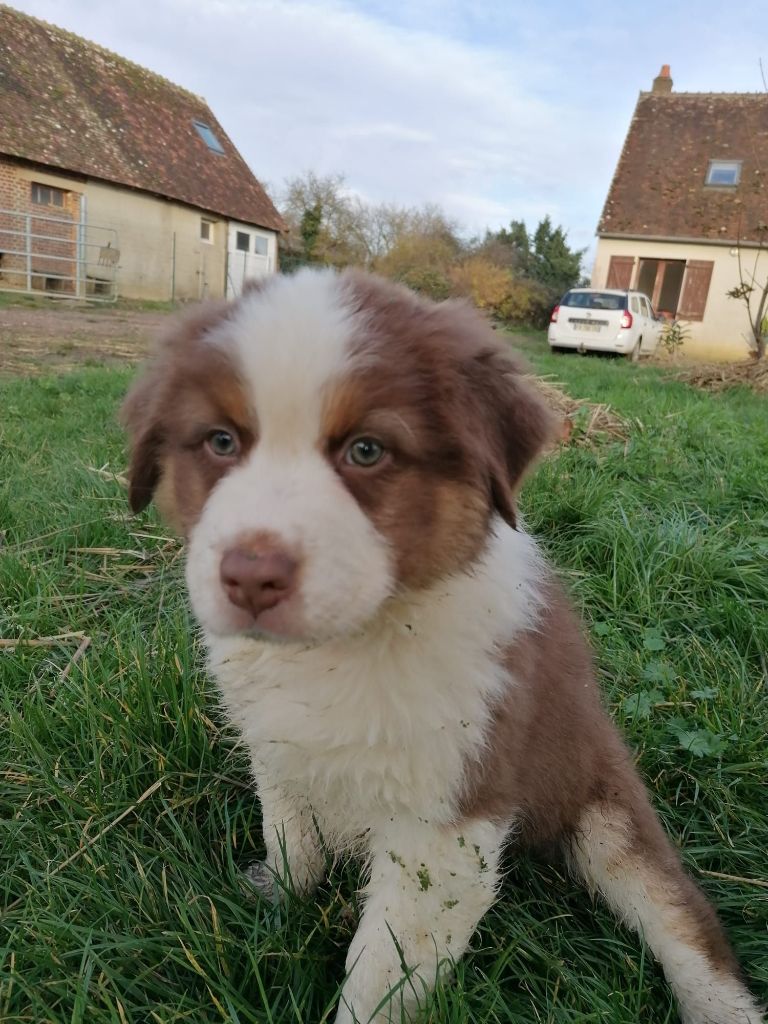 De La Mare Au Tilleul - Chiot disponible  - Berger Australien