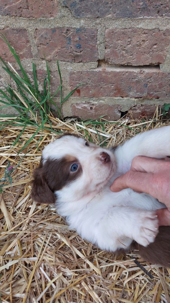 Portée de 9 jolis chiots nés le 15 septembre 2025