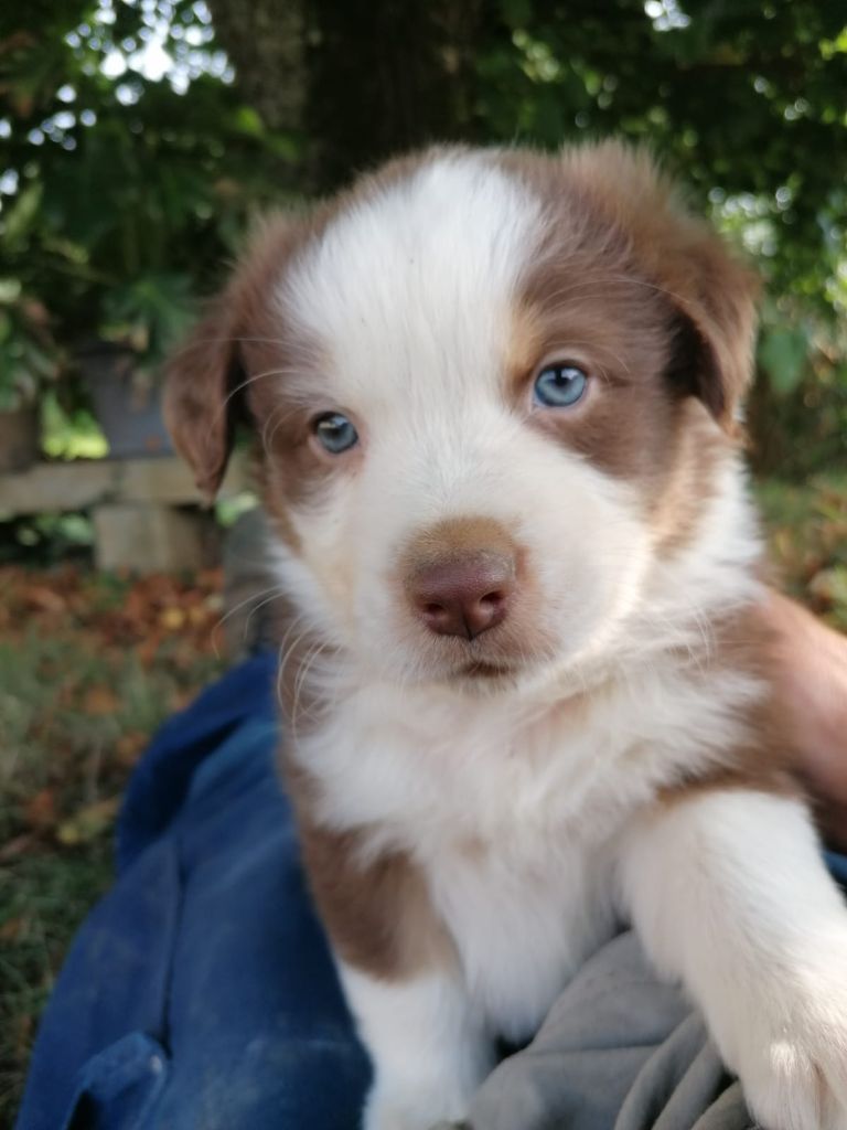 De La Mare Au Tilleul - Berger Australien - Portée née le 09/07/2024