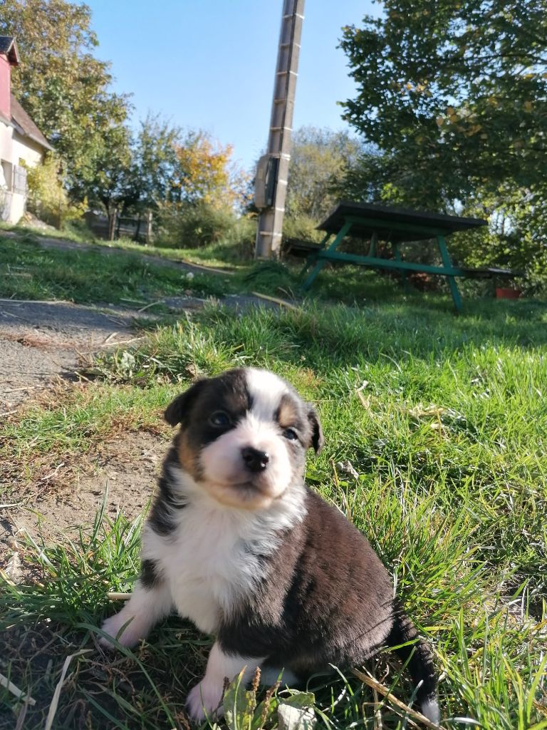 De La Mare Au Tilleul - Chiots disponibles - Berger Australien