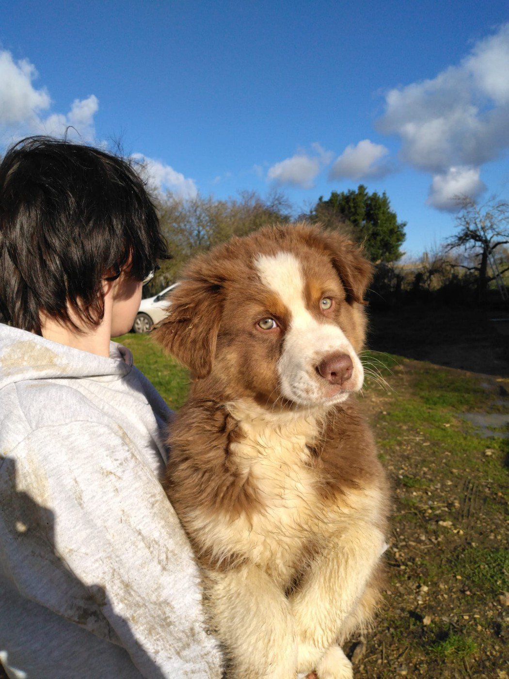 De La Mare Au Tilleul - Chiots disponibles - Berger Australien