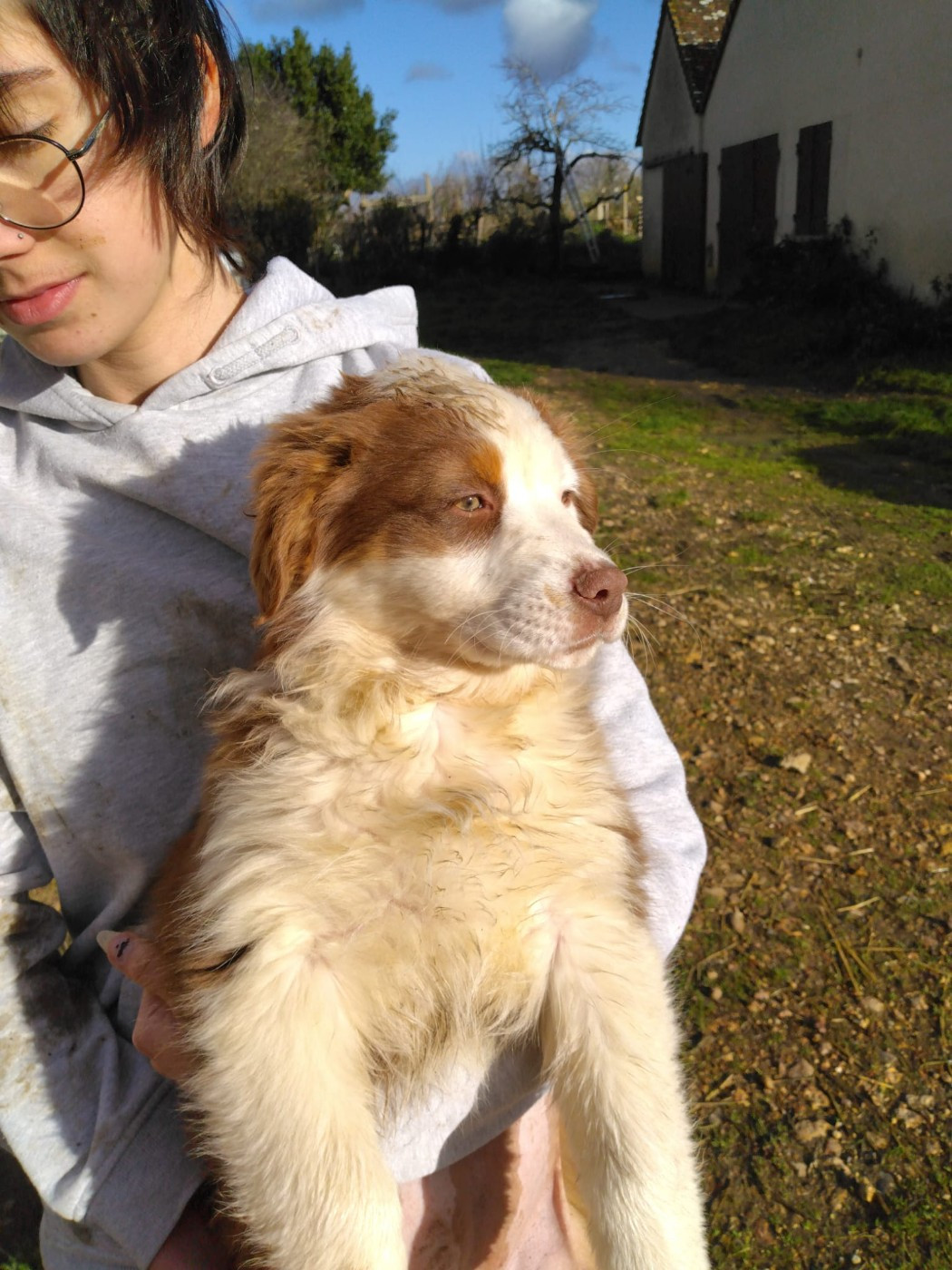 De La Mare Au Tilleul - Chiots disponibles - Berger Australien