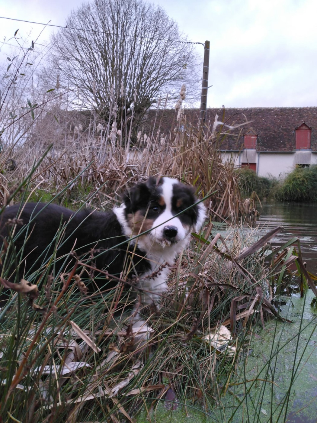 De La Mare Au Tilleul - Chiots disponibles - Berger Australien