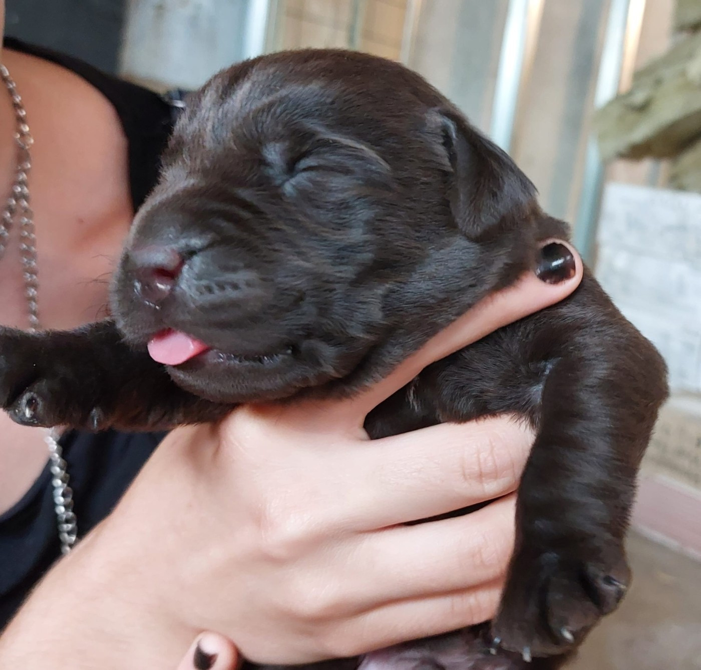 De La Mare Au Tilleul - Chiots disponibles - Labrador Retriever