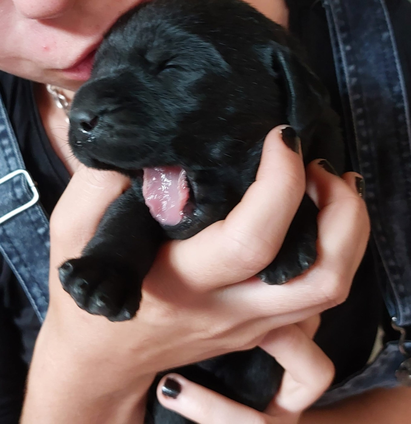 De La Mare Au Tilleul - Chiots disponibles - Labrador Retriever