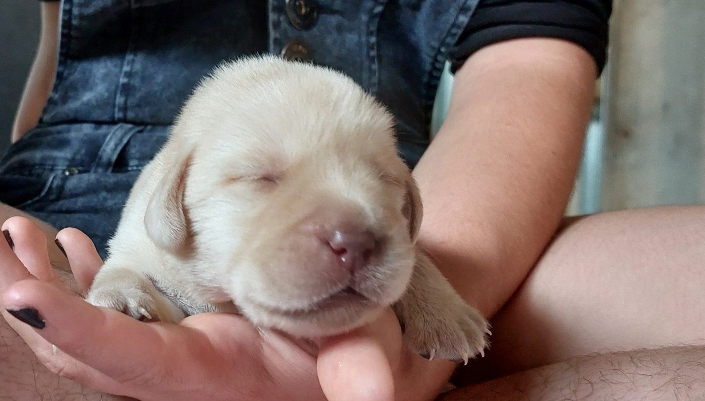 De La Mare Au Tilleul - Chiots disponibles - Labrador Retriever
