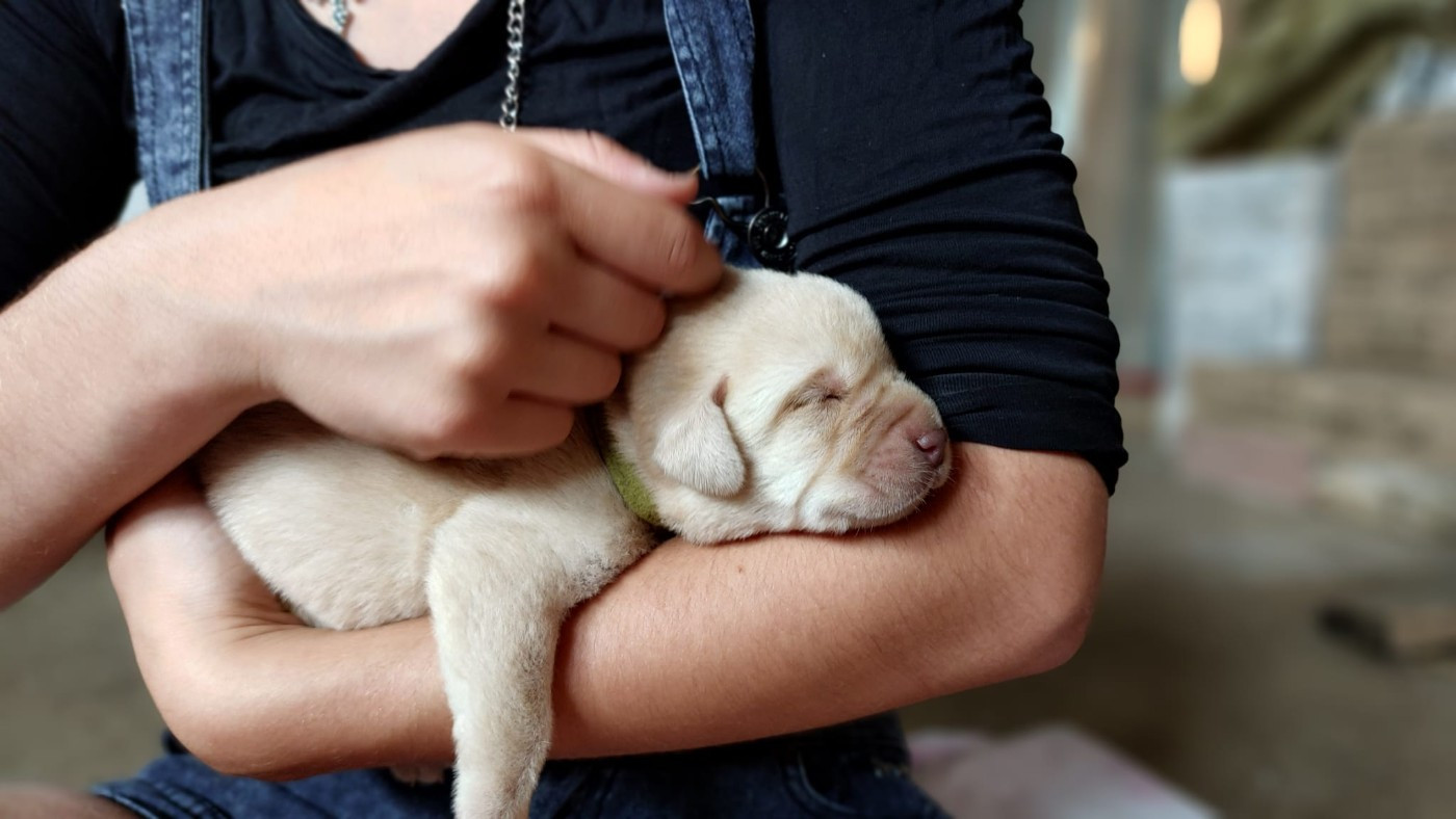 De La Mare Au Tilleul - Chiots disponibles - Labrador Retriever