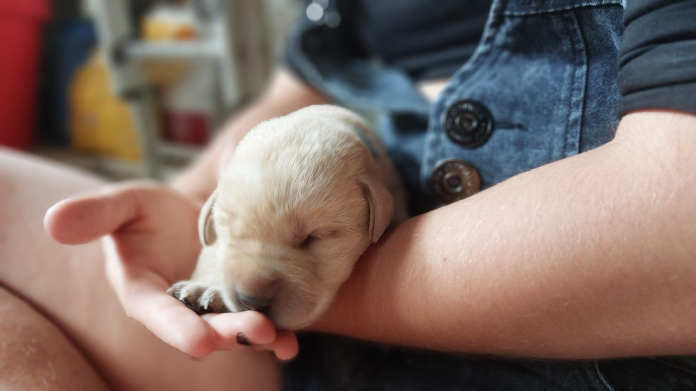 De La Mare Au Tilleul - Chiots disponibles - Labrador Retriever