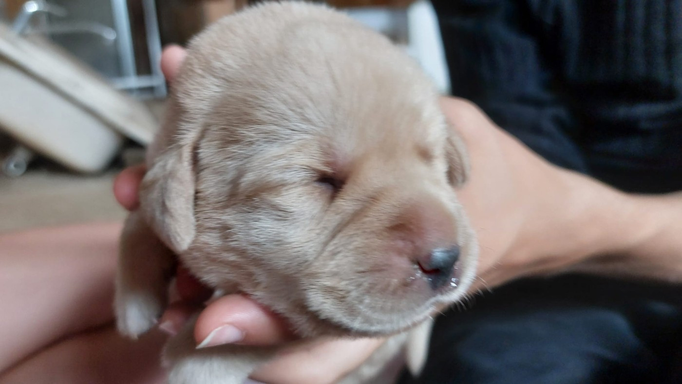 De La Mare Au Tilleul - Chiots disponibles - Labrador Retriever