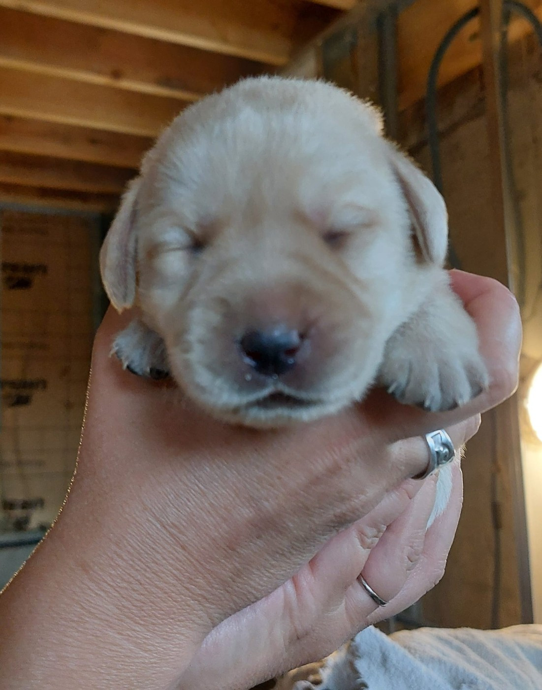 De La Mare Au Tilleul - Chiots disponibles - Labrador Retriever