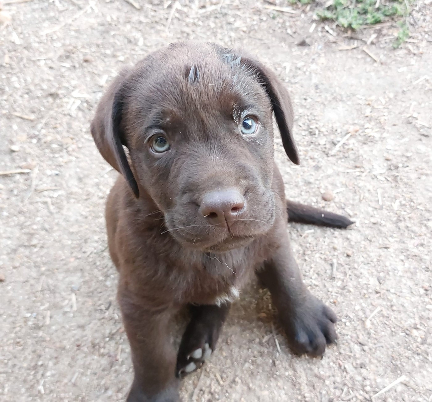 De La Mare Au Tilleul - Chiots disponibles - Labrador Retriever