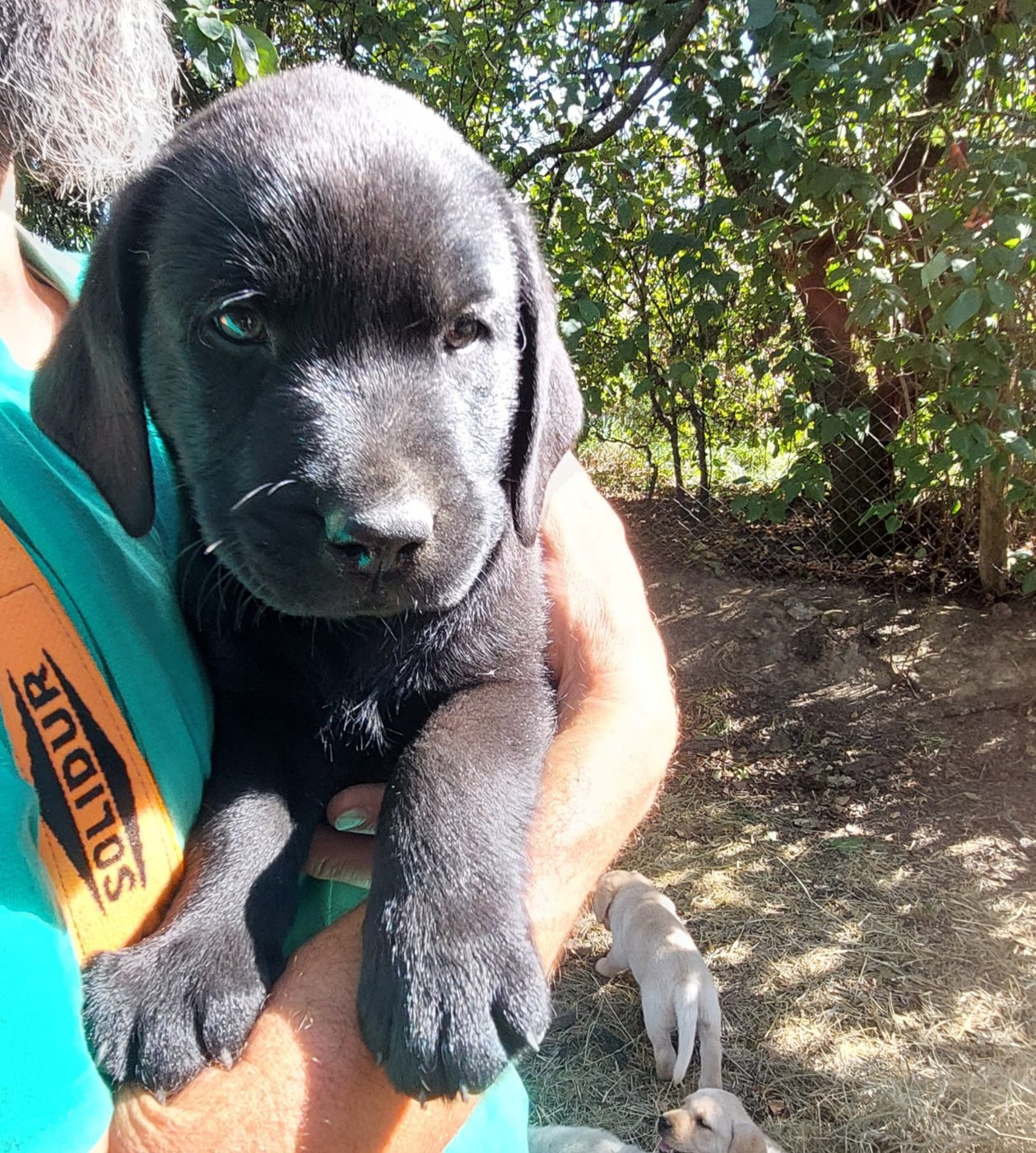 De La Mare Au Tilleul - Chiots disponibles - Labrador Retriever