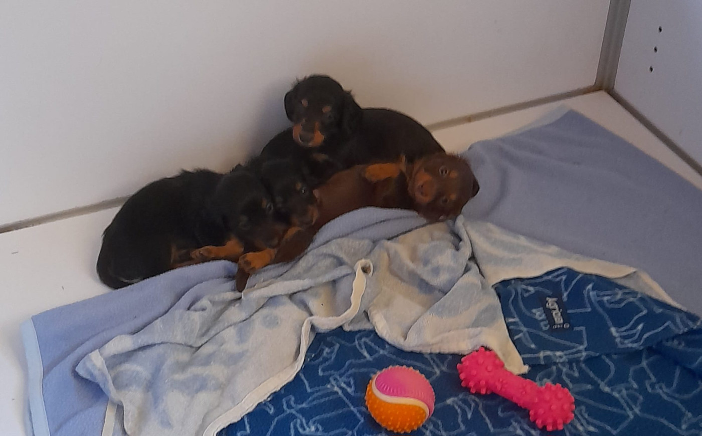 Chiot Teckel poil long De La Mare Au Tilleul