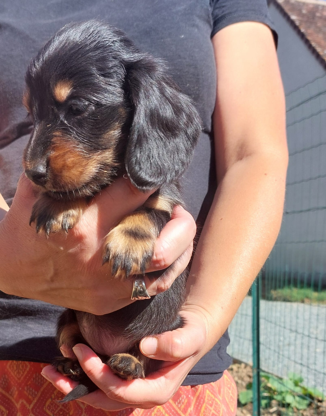 De La Mare Au Tilleul - Chiots disponibles - Teckel poil long