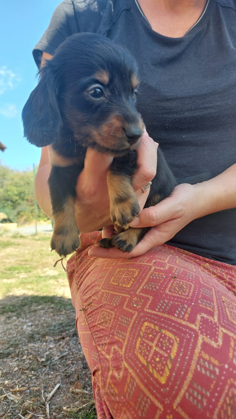 De La Mare Au Tilleul - Chiots disponibles - Teckel poil long