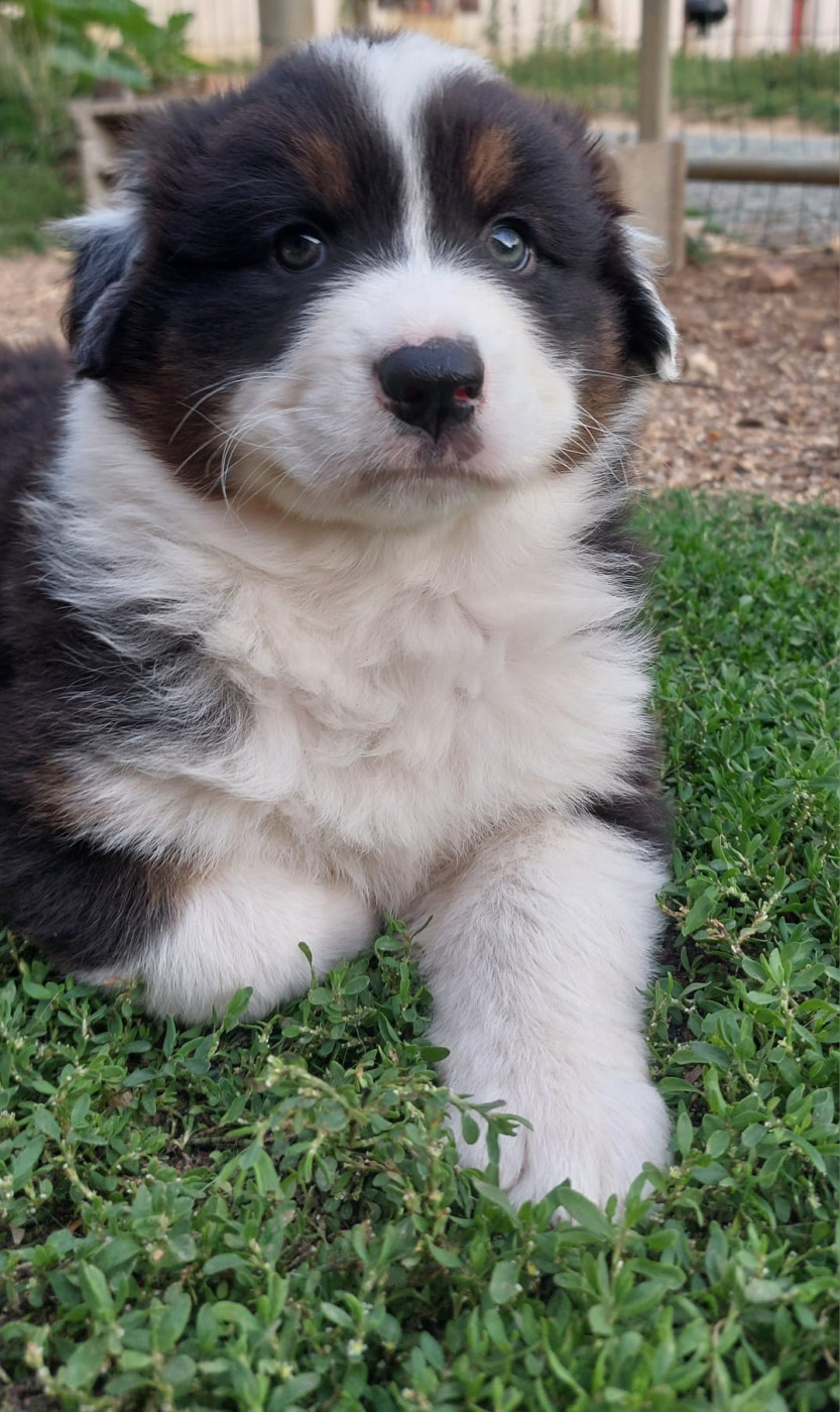 De La Mare Au Tilleul - Chiots disponibles - Berger Australien