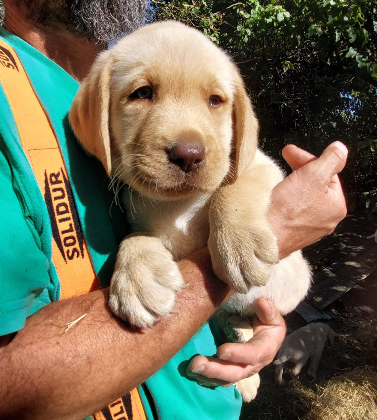 De La Mare Au Tilleul - Chiots disponibles - Labrador Retriever