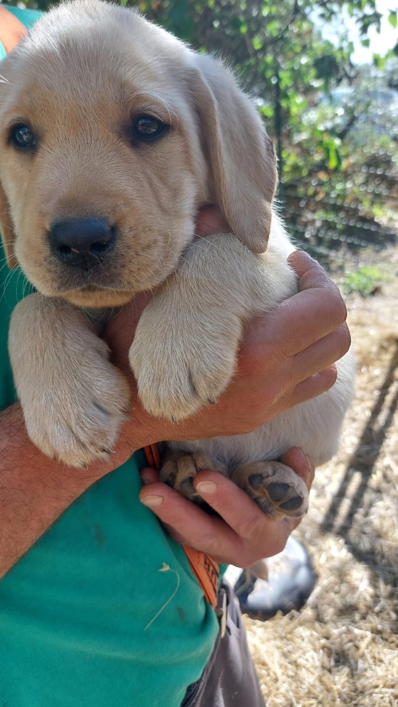 De La Mare Au Tilleul - Chiots disponibles - Labrador Retriever