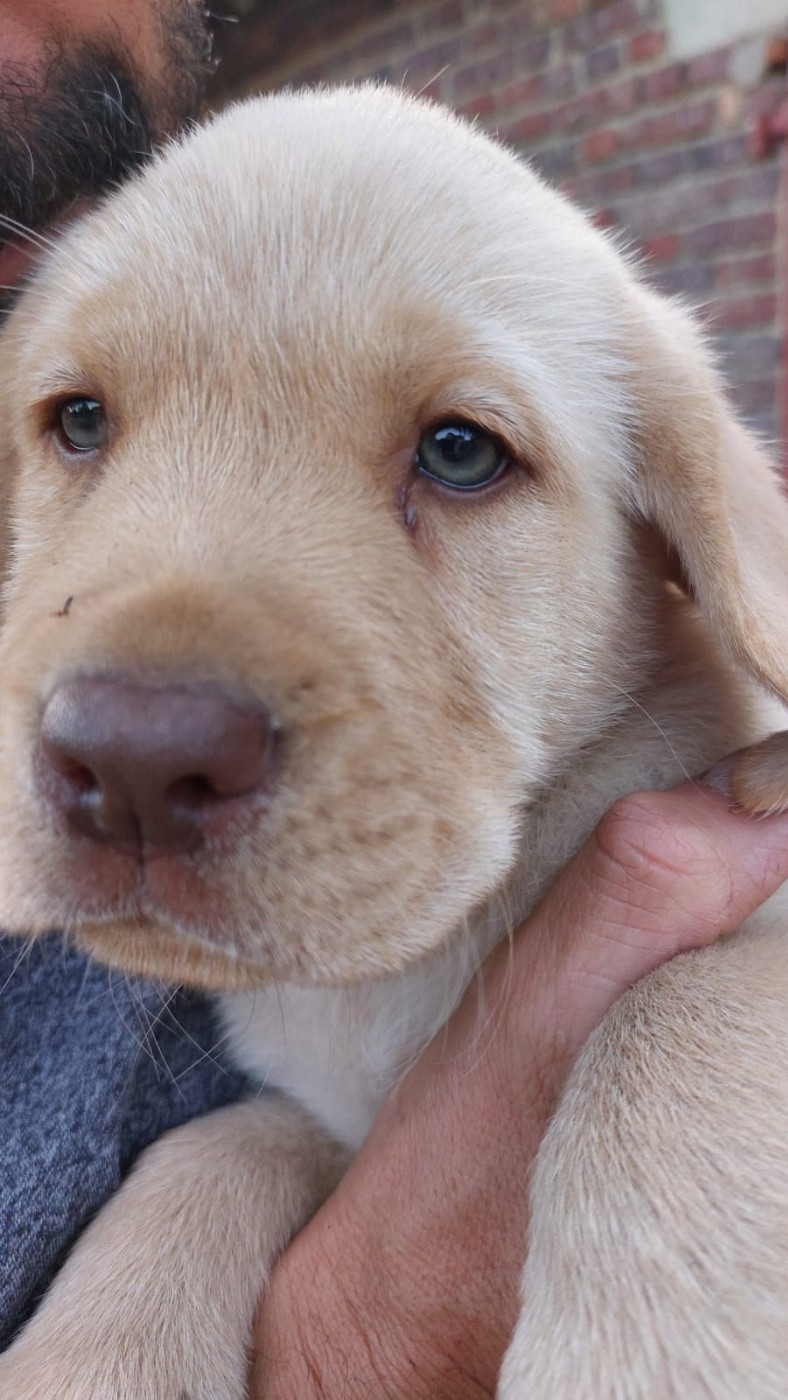 De La Mare Au Tilleul - Chiots disponibles - Labrador Retriever