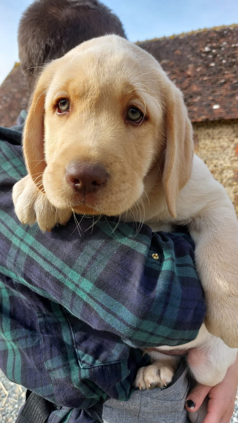 De La Mare Au Tilleul - Chiots disponibles - Labrador Retriever