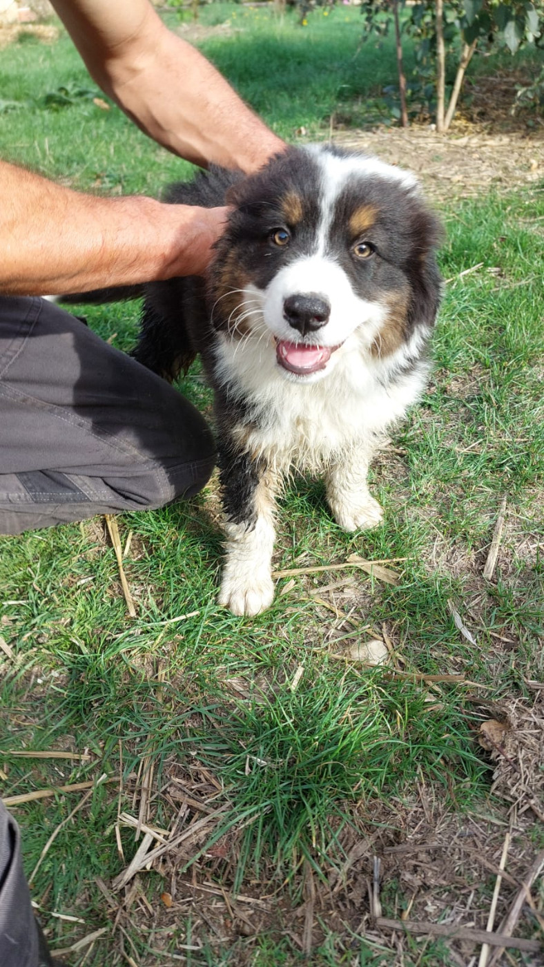 De La Mare Au Tilleul - Chiots disponibles - Berger Australien