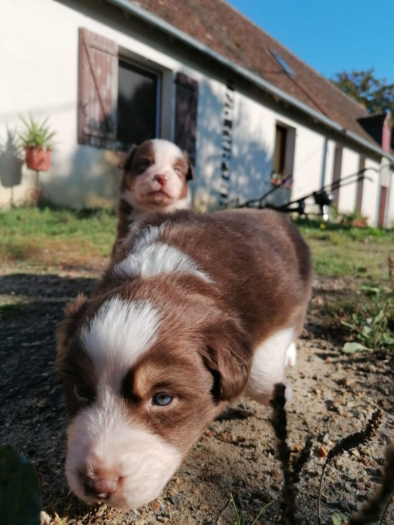 De La Mare Au Tilleul - Chiots disponibles - Berger Australien