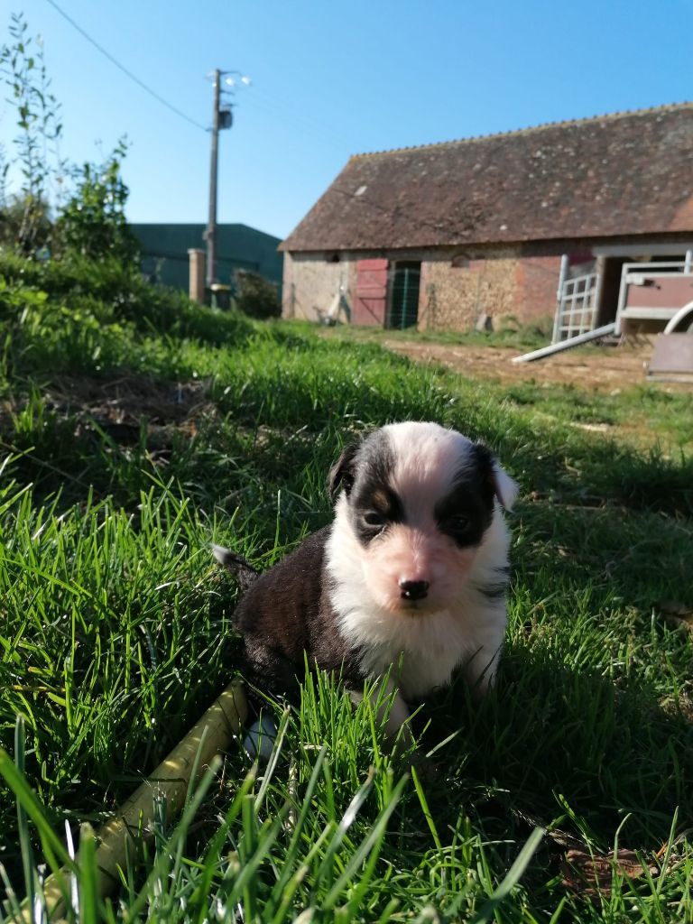 De La Mare Au Tilleul - Chiots disponibles - Berger Australien