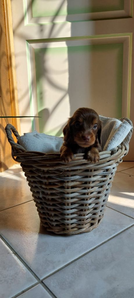 De La Mare Au Tilleul - Chiots disponibles - Teckel poil long