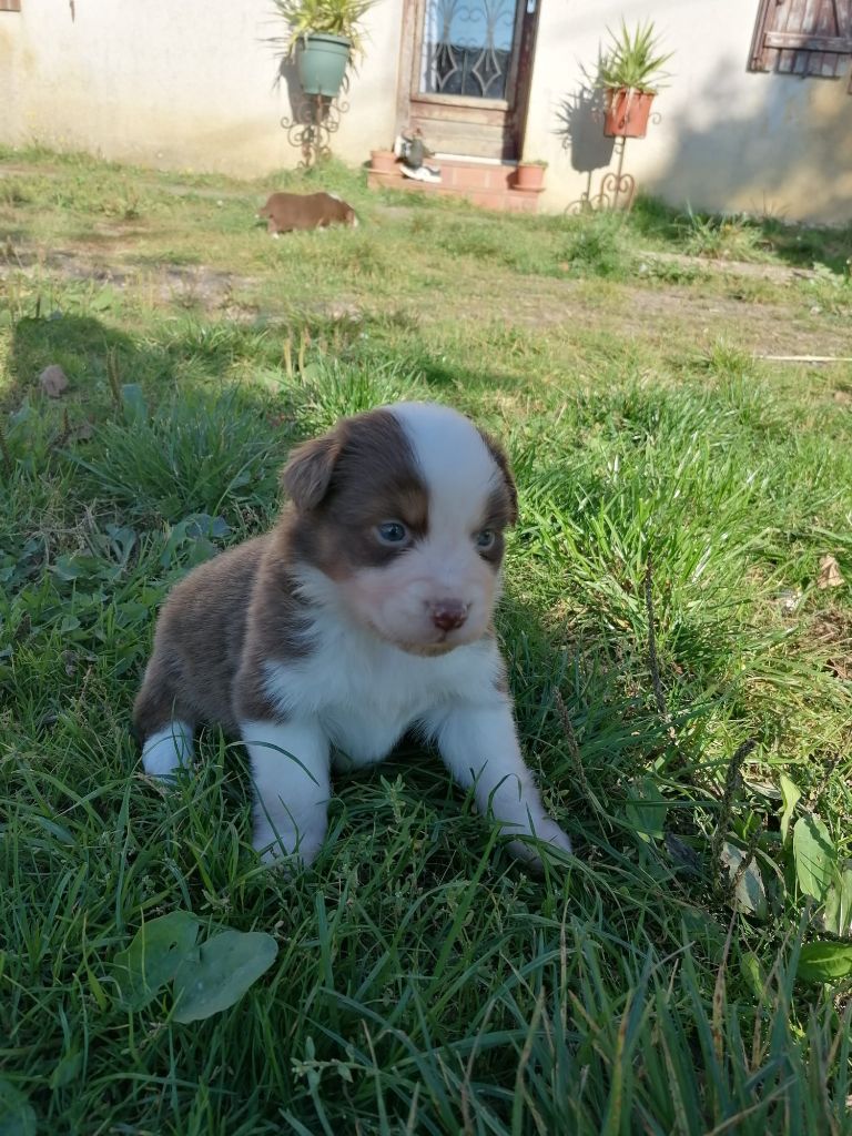 De La Mare Au Tilleul - Chiots disponibles - Berger Australien