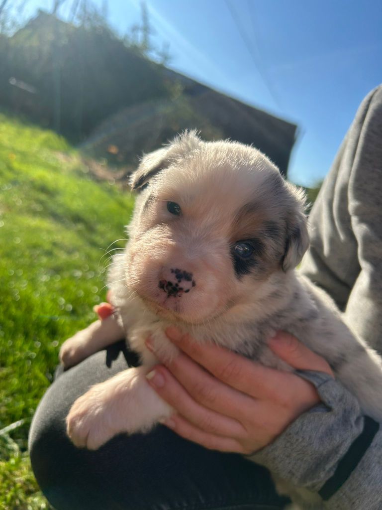 De La Mare Au Tilleul - Chiots disponibles - Berger Australien