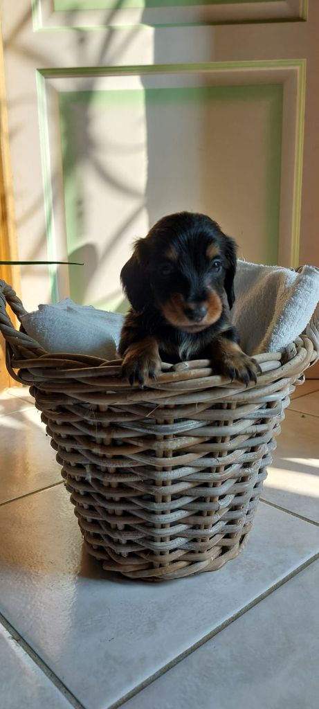 De La Mare Au Tilleul - Chiots disponibles - Teckel poil long