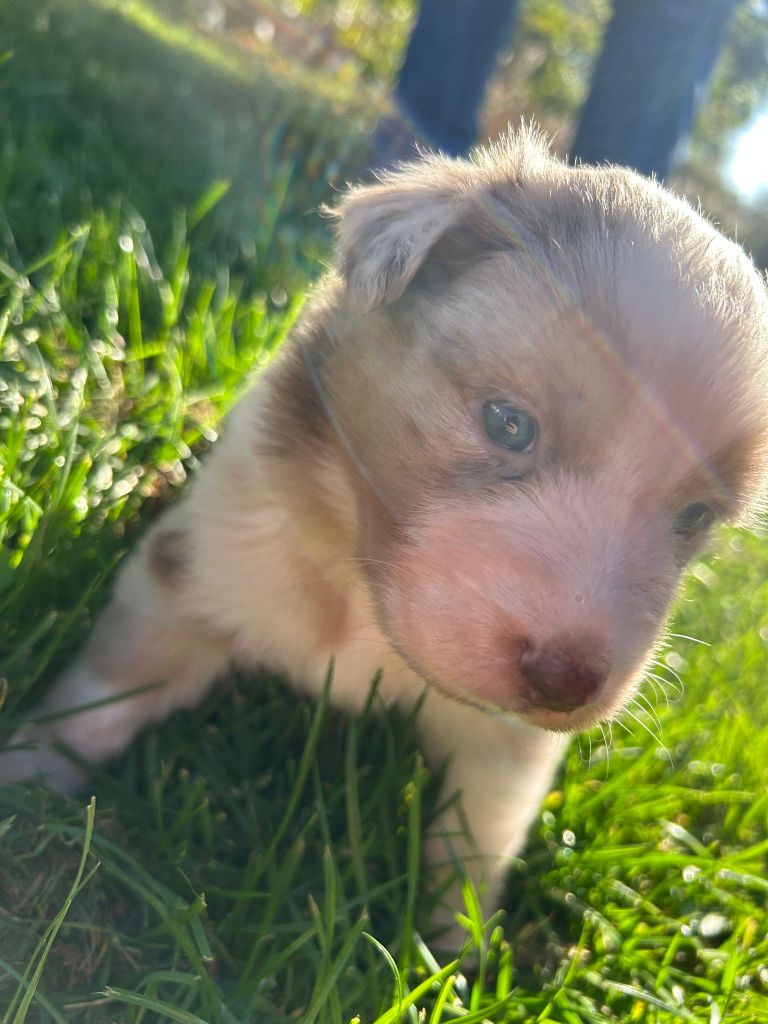 De La Mare Au Tilleul - Chiots disponibles - Berger Australien