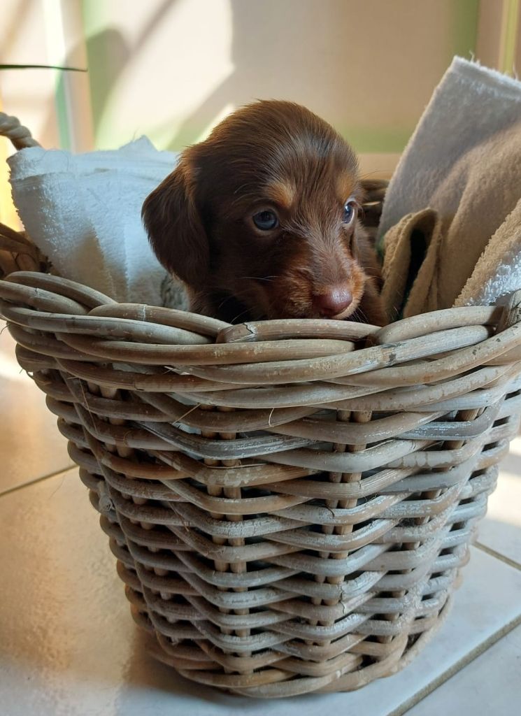 De La Mare Au Tilleul - Chiots disponibles - Teckel poil long