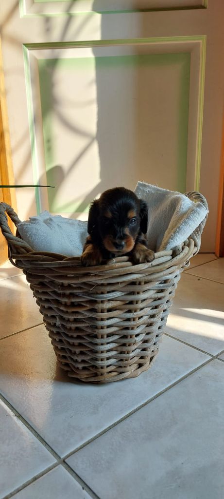 De La Mare Au Tilleul - Chiots disponibles - Teckel poil long