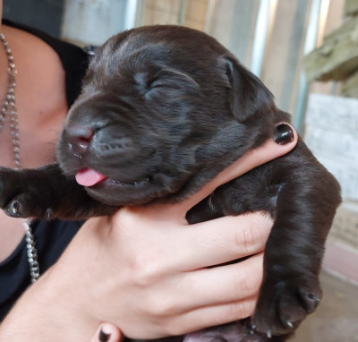 Chiot N°1
