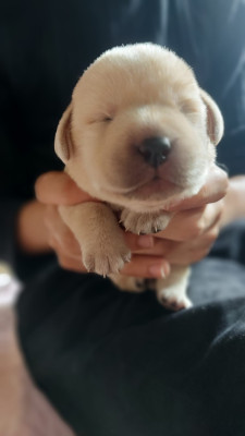Chiot N°8