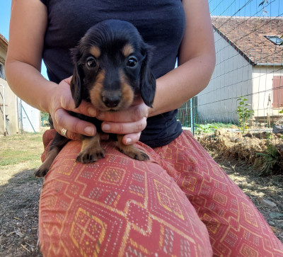 Chiot N°1 mâle noir et feu