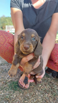 Chiot N°2 Femelle chocolat