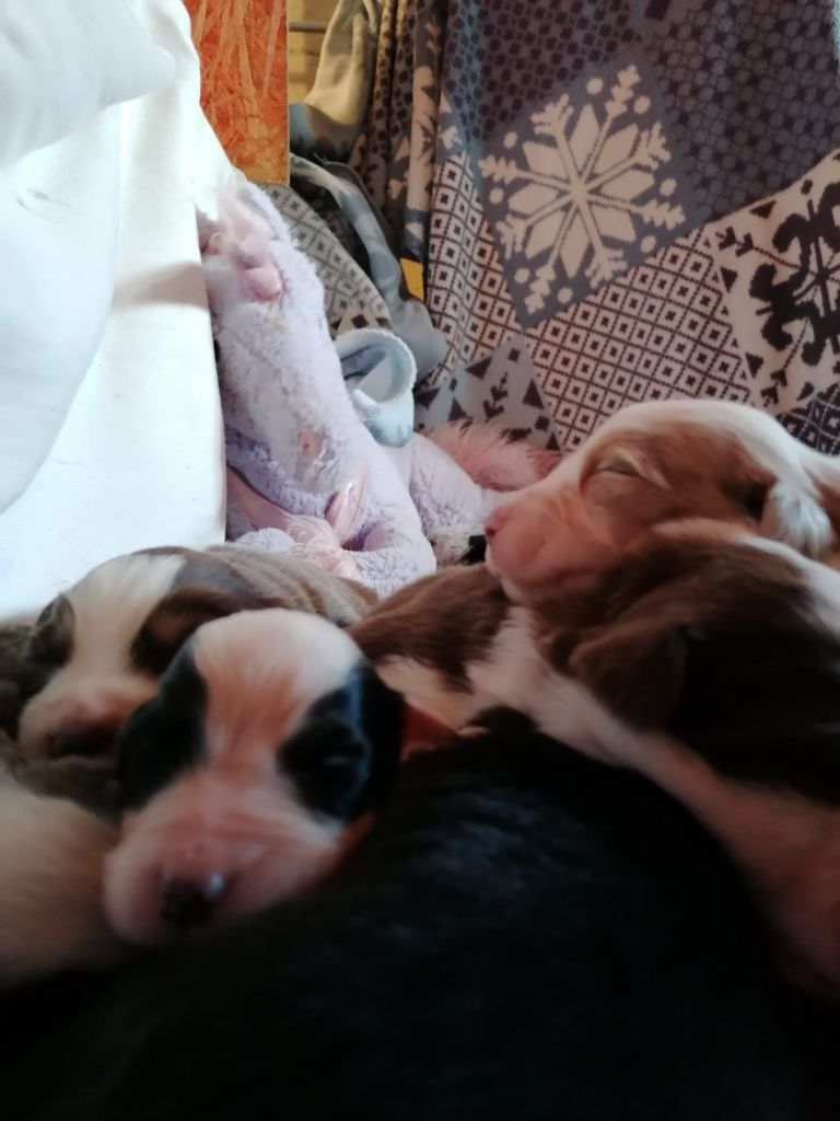 Chiot Berger Australien De La Mare Au Tilleul