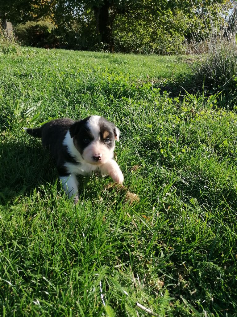 De La Mare Au Tilleul - Chiots disponibles - Berger Australien