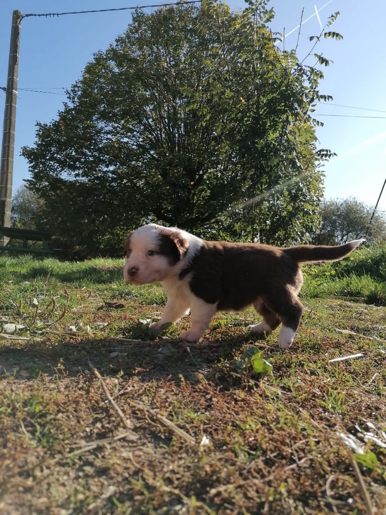 De La Mare Au Tilleul - Chiots disponibles - Berger Australien